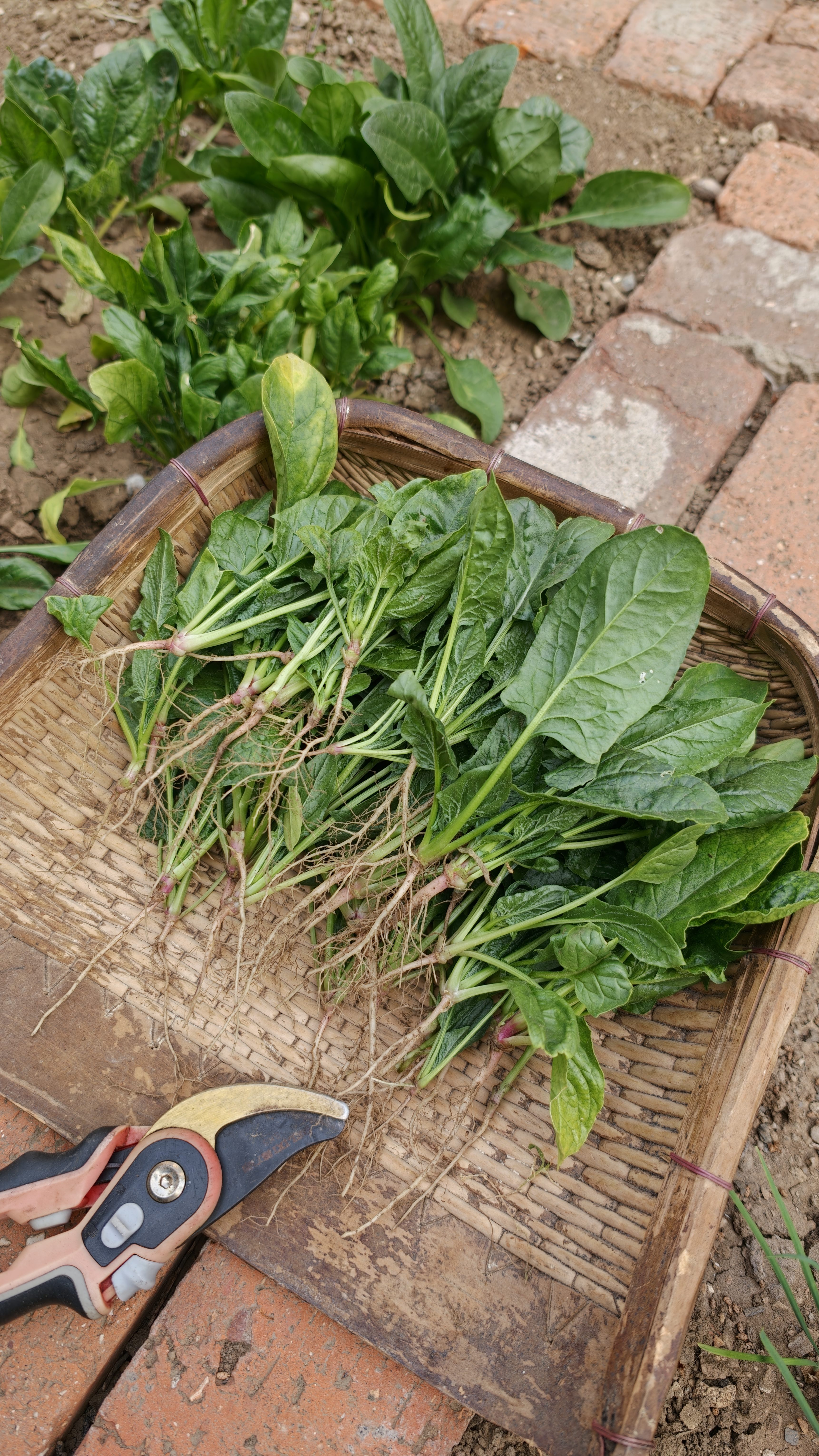 德沃多农用小苏打种菜专用除虫杀菌花肥料碳酸氢钠蔬果绿植叶面肥1200g 实拍图
