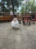 美素佳儿（Friso）皇家儿童配方奶粉 4段（3-6岁适用） 800克 助力成长黄金期 【3重肠道力】皇家4段800g*3 实拍图