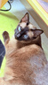 Orijen渴望猫粮 成猫幼猫粮 全价通用无谷原味鸡肉进口5.4kg效期26/12 实拍图
