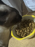皇家暹罗成猫 SM38 通用粮 12月以上 2KG 实拍图