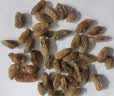新边界【新疆吐鲁番特产】大颗粒绿香妃葡萄干400g高端免洗提子干 实拍图