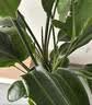 植男植女天堂鸟盆栽客厅室内好养大型绿植办公室大叶植物鹤望兰源头直发 实拍图