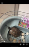 憨憨宠 乌龟缸专用 鱼缸带晒台大号生态养龟缸乌龟爬宠饲养箱养乌龟盆 中号带花洒尊享套餐35*23.5*18CM 实拍图