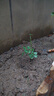 爬藤植物藤本月季花苗四季花卉浓香型玫瑰盆栽庭院阳台蔷薇花苗 粉色龙沙宝石 带土发货 15-25厘米高 实拍图