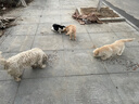 好主人（CARE）金装好主人猫粮2.0 成猫幼猫蓝猫英短通用【试吃装】金装幼猫400g 实拍图