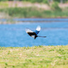 索尼（SONY）FE 70-200mm F2.8 GM OSS II 全画幅远摄变焦G大师镜头(SEL70200GM2) 实拍图
