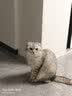 许翠花猫咪包包外出便捷大容量轻便可折叠手提式猫包 实拍图