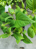 绣球花苗无尽夏带花苞四季开花绣球花盆栽庭院好养花卉植物室内花 无尽夏【大花绣球-无尽星河】 中苗【当年开花】原盆宽15cm高30cm冠25cm 实拍图