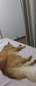 普安特宠物猫咪驱虫药驱虫体内体外驱幼成虫跳蚤犬虱非泼罗尼爱滴克套装 实拍图