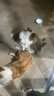 伯纳天纯狗粮中大型犬全价成年犬粮17kg羊肉蔓越莓味囤货装 实拍图