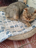 卫仕 五拼冻干全价全阶段猫粮 猫干粮 成猫幼猫高蛋白粮 山海盛宴 6kg 实拍图