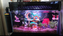 AMTRA TECHNIK德国安彩壁挂过滤器ex650鱼缸过滤器乌龟低水位净水静音 EX650 新版除油膜器【内含滤材】 实拍图