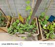 九千谷 植物爬藤网豆角蔬菜瓜类尼龙网支架网园艺  1.8m*3.6m18股 J0222 实拍图