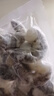 GUO LIAN国联  黑虎虾仁 去冰净重200g独立包装 13-23只 京东虾仁品质保障 实拍图