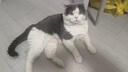 ZYUO日本品牌宠物除臭剂杀菌去尿味生物酶猫尿分解剂室内拖地专用除味 1瓶装【试用装】 实拍图
