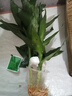 绿有意观音竹富贵竹水培植物带根花卉绿植绿萝室内盆栽转运竹子水养好养 带根观音竹3棵（简易杯）+营养液 实拍图