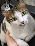 京东京造 冻干双拼全价猫粮鱼肉味 全阶段成猫幼猫6kg[新老包装随机发货] 实拍图