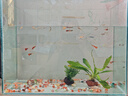 森森鱼缸过滤器三合一内置小型水族箱过滤系统增氧泵XQP-1000F 15W 实拍图