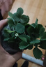 滨淇草莓苗奶油草莓大棚秧苗四季草莓苗当年结果带原土10棵源头直发 实拍图