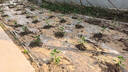Apple/苹果 妙控鼠标-白色 多点触控表面 苹果鼠标无线蓝牙鼠标无线鼠标办公鼠标静音便携 实拍图