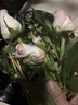 芊芊细语斗南基地直批发玫瑰鲜花全国速递配送女友礼物家用水养插花家庭 精选--随机百合10朵+送保鲜剂 实拍图