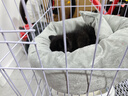 梵都宠舍猫窝四季通用圆形蛋挞窝带独立枕头猫咪深睡窝 实拍图