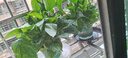 京东绿植绿萝盆栽除甲醛花卉绿植办公室新房净化空气180加仑2盆装源头直 实拍图