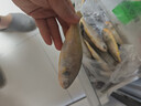 三都港 冷冻三去黄花鱼500g/3条装 小黄鱼 深海鱼 生鲜 鱼类 烧烤食材 实拍图