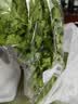 带根香菜100g 实拍图