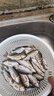 龙王恨鱼饵野战蓝鲫香腥钓饵江河湖库黑坑野钓鲫鱼鲤鱼草青鳊鱼钓鱼饵料 实拍图