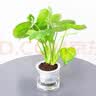萌肉居龟背竹大叶盆栽植物四季常青桌面花卉绿植龟背竹早安盆源头直发 实拍图