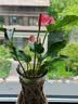 行湘水培绿植粉掌盆栽花卉水养鲜花好养活 粉掌2株【不含盆】源头直发 实拍图