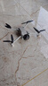大疆 DJI Mini 3 优选迷你航拍机 智能高清拍摄无人机  轻型无人机 小型遥控飞机 兼容带屏遥控器 实拍图