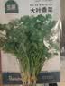 菜禾地农家大叶香菜种子苗新品种四季菜籽 澳洲大叶香菜种子约1200粒 实拍图