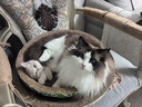 京东京造全价冻干双拼猫粮10kg幼猫成猫粮无谷低敏高鲜肉猫咪猫粮 实拍图