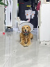 憨憨乐园伊丽莎白圈耻辱圈狗狗猫项圈猫咪头套宠物脖套大型犬防咬圈用品1 实拍图