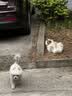 皇家狗粮 成犬狗粮 犬粮 宠物大型犬 GR26全价犬粮≥15月15KG 实拍图