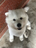 麦富迪狗粮 无谷牛肉双拼狗粮成犬中大型犬专用强健骨骼15kg/30斤 实拍图