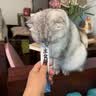 尾巴生活主食猫条全价鲜骨肉 12g*8条 猫咪零食营养多口味混合装成猫幼猫 实拍图