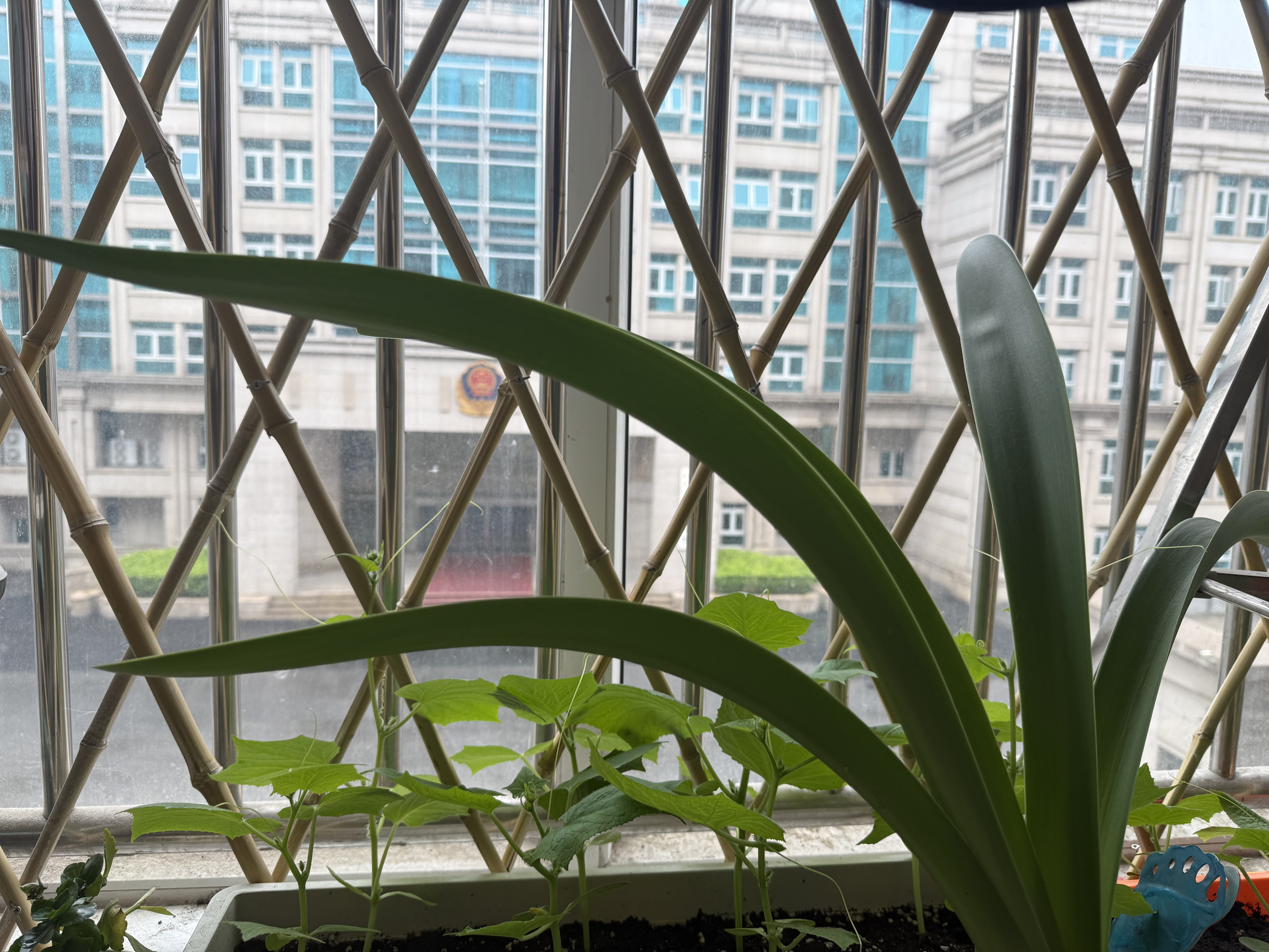古之南 伸缩竹篱笆围栏户外竹栅栏竹子装饰庭院隔断花园护栏竹竿菜园爬藤架新农村建设 白竹高90*长200cm 实拍图