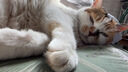 比瑞吉俱乐部系列三文鱼2kg高蛋白全价全期成猫幼猫粮全年龄段透明原料 实拍图