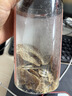 半山农 红糖姜片600g 姜糖片生姜片寒暖即食姜茶姜汤休闲零食煮红糖姜茶 实拍图