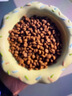 Orijen渴望猫粮 成猫幼猫粮 全价通用无谷原味鸡肉进口7.2kg效期27/4 实拍图
