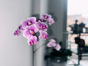 史丹利水苔150g 蝴蝶兰专用土干苔藓养兰花的营养土优质文石斛心兰乌龟 实拍图