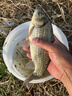 钩尖江湖艰苦奋斗也要钓鱼干鲜水解蚯蚓腥香饵料野钓鲫鱼鲤鱼草鱼钓鱼饵料 【蚯蚓腥香】艰苦奋斗300g*5袋 实拍图