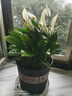 年宵花【热销款】白掌一帆风顺盆栽水培植物绿植过年装饰摆件年货 【店主推荐】特级白掌6-8株带花+早安盆+营养液 实拍图