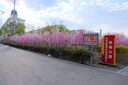 适马（SIGMA）16-300mm f3.5-6.7 DC OS ｜Contemporary 半画幅 远摄变焦镜头 旅游风光人像（富士X卡口） 实拍图