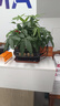 幼薇发财树盆栽树桩招财室内大型绿植开业送礼前台大号金钱树四季常青 三棵发财树+乌金财源滚滚盆 带盆栽好 实拍图