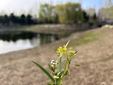 立白大师香氛高端天然皂粉4斤 持久留香 婴幼儿衣物适用 洗衣粉 实拍图