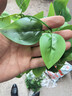 草木鲜生仿真99叶绿萝叶婚庆节日装饰塑料藤蔓条下水管道遮挡绿叶 实拍图